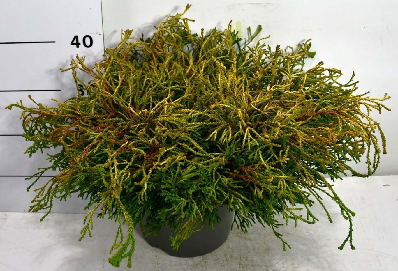 Chamaecyparis o. 'Gitte' - C7.5 50-60 CM